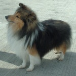 Shetland animal breeds