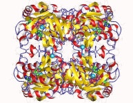 L-threonine 3-dehydrogenase