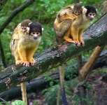 Apenheul Primate Park