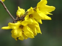 Forsythia koreana