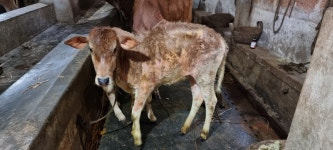 Lumpy skin disease