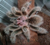 Grammostola