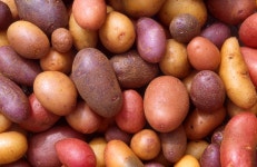 User:Epipotato
