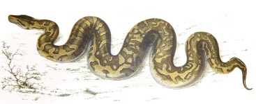 Southern African rock python