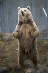 Brown bear