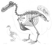 Dodo
