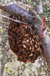 Swarm behaviour
