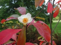 Franklinia