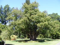 Camphora officinarum