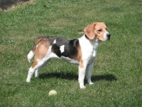 Scent hound
