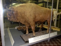 Caucasian wisent