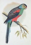 Paradise parrot