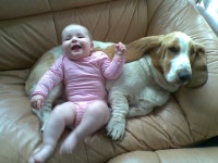 Basset Hound