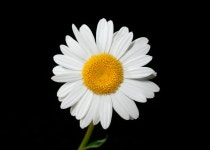 Leucanthemum