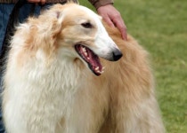 俄羅斯獵狼犬