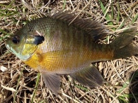 User:Fredlyfish4/My photos