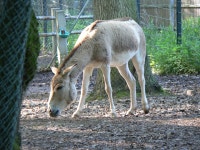 Onager