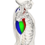 Deltoid muscle