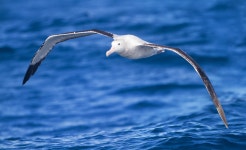 Wikipedia:WikiProject Birds/Showcase