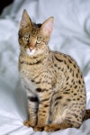 Portal:Cats/Selected breed