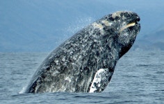 Baleen whale