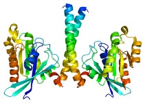 RAB11FIP3