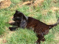 Black panther