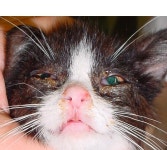 Feline viral rhinotracheitis