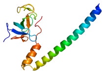 DCTN1