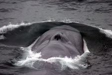 Marine life