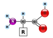 Protein (nutrient)