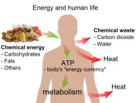 사용자:배우는사람/문서:Biology