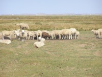 Frisian Islands