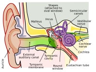 Outer ear