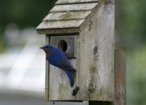 Nest box