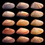 Wikipedia:Featured pictures thumbs/04