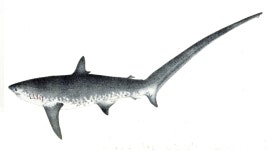 Fish fin