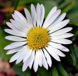 Commons:Featured picture candidates/Image:Bellis perennis white (aka).jpg