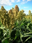 Sorghum