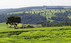 Kenya