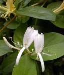 Honeysuckle