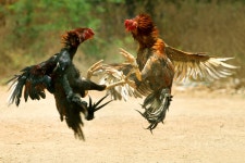 Cockfighting