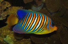 Royal angelfish