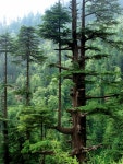 deodar
