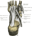 Long plantar ligament