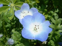 Nemophila