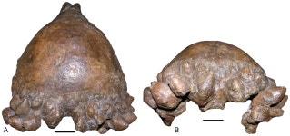Pachycephalosaurus