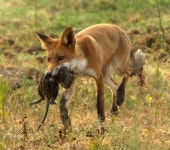 Red fox