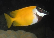 Rabbitfish