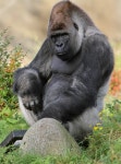 100 men versus a gorilla